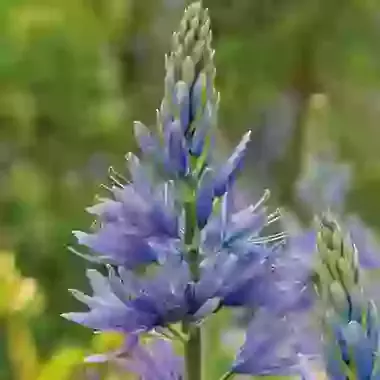 Leichtlinii Caerulea